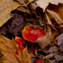 Red Mushrooms Thumbnail